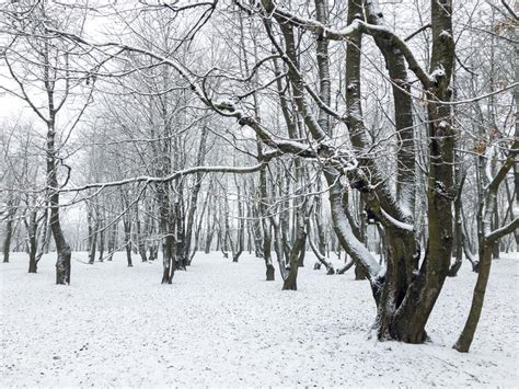 Winter Landscape With Bare Trees Covered With First Snow Stock Photo