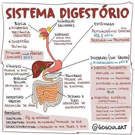 Sistema Digestorio Sistema Digestivo Resumo Completo Toda Materia Sexiz Pix