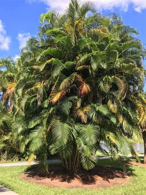 33 Different Types Of Palm Trees Pictures Care Tips Mymydiy
