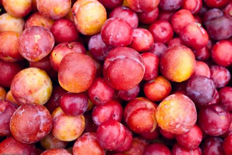 24 Interesting And Fascinating Facts About Plums Tons Of Facts