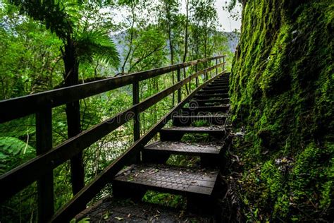 A Stair Walkway In A Beautiful Greenery Nature In The Rainforest Stock