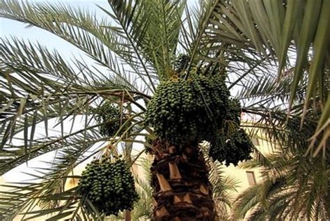 Some trees bear poisonous fruits. How to Take Fruit from a Date Palm Tree