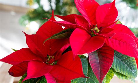Conocida también como flor de navidad o poinsettia, la flor de pascua es un arbusto originario de la zona de mesoamérica, principalmente sur de méxico y guatemala. Tradiciones navideñas en México para compartir en Nochebuena