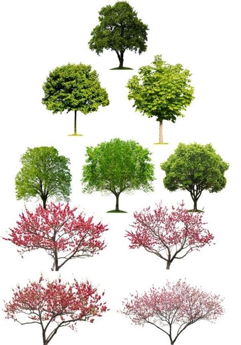See more ideas about tree photoshop, watercolor art, art painting. PhotoshopTree | Tree photoshop, Landscape architecture ...