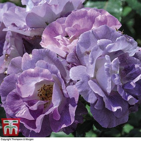 Introduced in united kingdom by warner's roses in 2007 as 'blue for you'. Rose 'Blue for You' (Floribunda Rose) | Thompson & Morgan