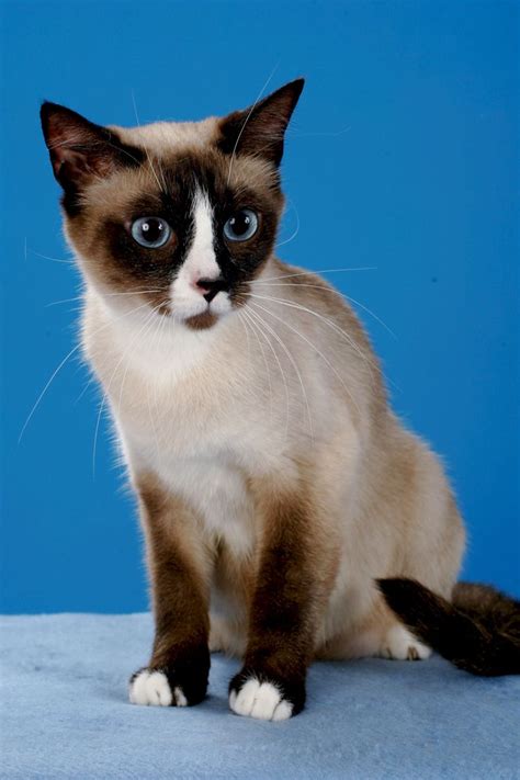 1000 Images About Cats Snowshoe On Pinterest Cats Follow Me And The