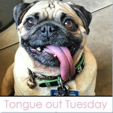 Tongue Out Tuesday Funny Dogs Pugs Dog Treats
