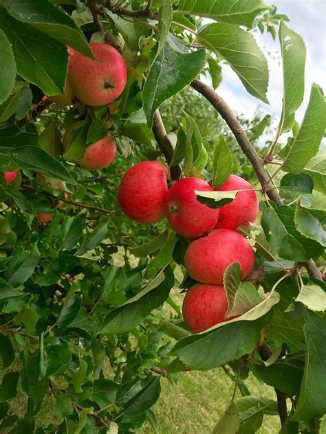 Well Watered Red Kashmiri Apple Ber Plant At Rs 25piece In North 24 Parganas Id 21591700291