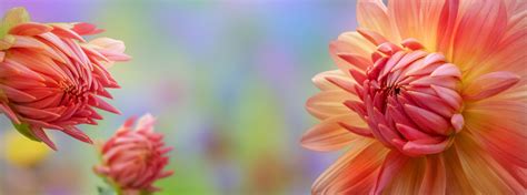 20 Perfect Macro Flower Desktop Wallpaper You Can Use It For Free