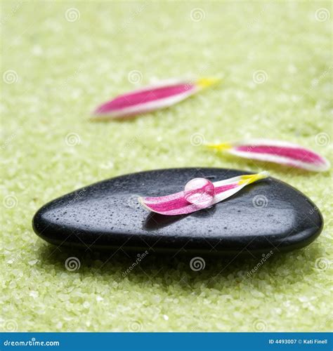 Stones With Flower Petals Stock Image Image Of Drop Pink 4493007