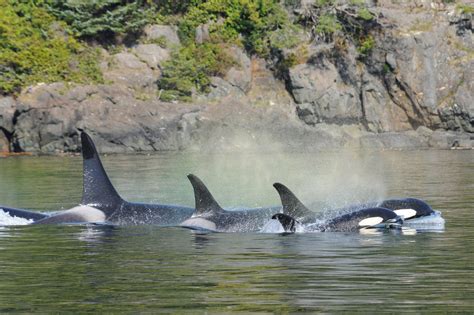 Whale Watching Telegraph Cove Orcella Expeditions Multi Day Whale