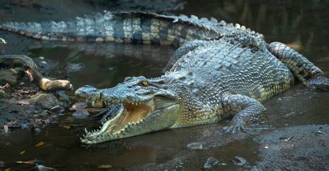 Epic Battles Saltwater Crocodile Vs Anaconda Az Animals
