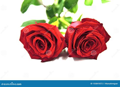 Roses Two Red Roses Stock Photo Image Of Background 155841872