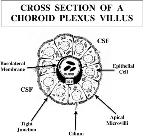 —cross Sectional Area Of A Choroid Plexus Cp Villus Reconstructed