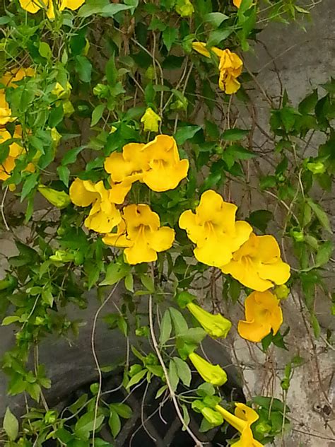 I petali dei fiori fusi solo alla base. Cagliari in Verde: La meraviglia del rampicante giallo fiorito