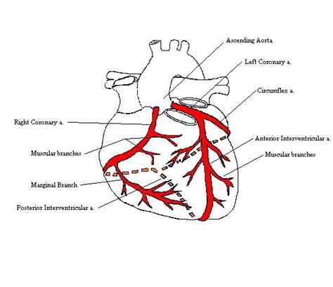 Printiable Mape Of Arteries And Viens Human Veins Diagram Click