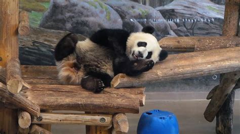 Super Tired Panda At Toronto Zoo Youtube