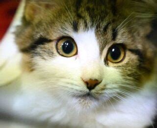 Male Cat Names that Start With the Letter K | cute animal names