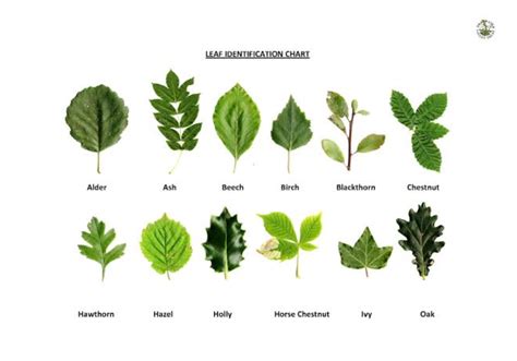 Virginia Tree Leaf Identification Homeimprovementall