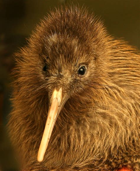 This Little Guy Is Sweet Kiwi Kiwi Bird Pet Birds Beautiful Birds