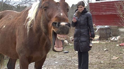 Hee Hawhaha I Love This Nikki Burdine Hee Haw Horses Animals