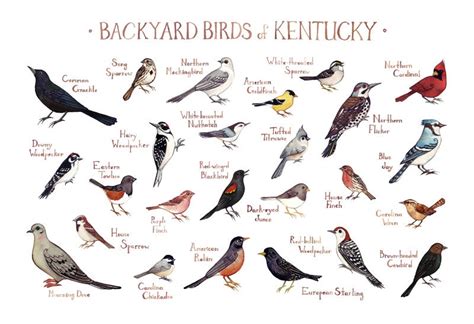 Common Backyard Birds Of Kentucky Palgiiwal