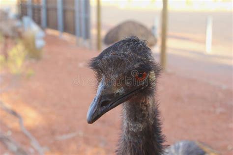 Wild Emu In The Red Outback Of Australia Near Ayers Rock Stock Photo