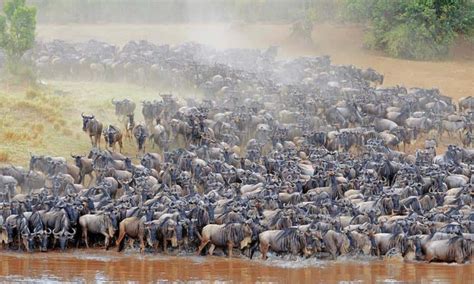 A Guide To The Wildebeest Migration Serengeti National Park Tours