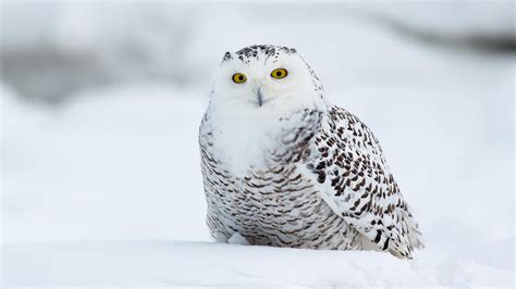 Animal Snowy Owl 4k Ultra Hd Wallpaper