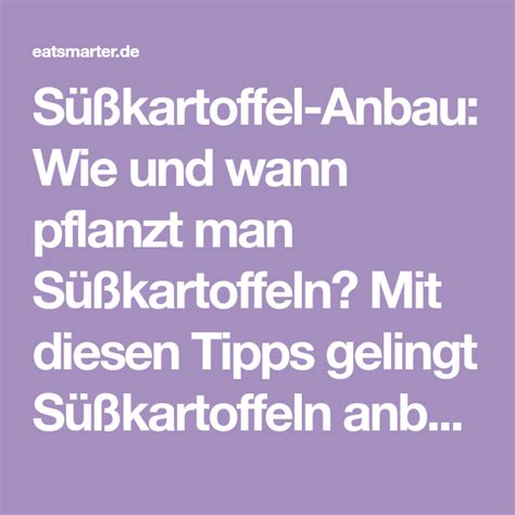Doch wenn der qualm die nachbarn stört, kann es schnell ärger geben. Süßkartoffel-Anbau im eigenen Garten | Süßkartoffeln ...