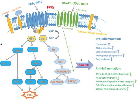 Frontiers The Role Of Formyl Peptide Receptors In Neurological Diseases Via Regulating