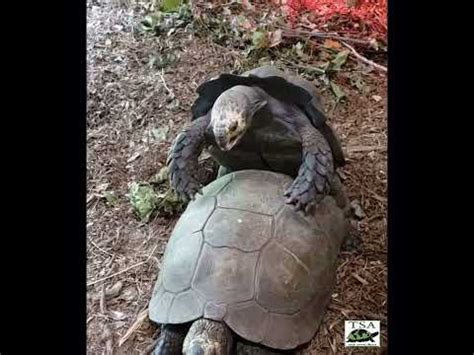 Tortoises Mating HILARIOUS And NSFW YouTube