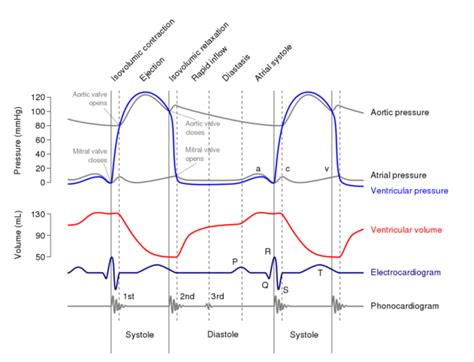 The Cardiac Cycle Wiggers Diagram Geeky Medics