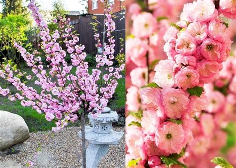 Unit price available starting from 4 units purchased. Large 6-7ft - Prunus triloba - Double Flowering Cherry ...