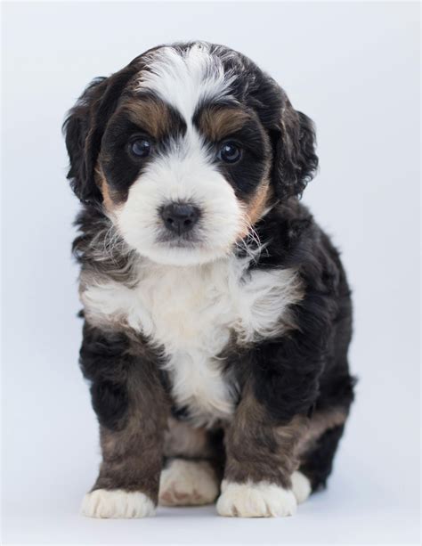 Tricolor Maltese Puppy · Free Stock Photo