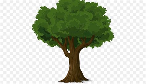 Gambar Pohon Rindang Png Gambar Bagian Tumbuhan