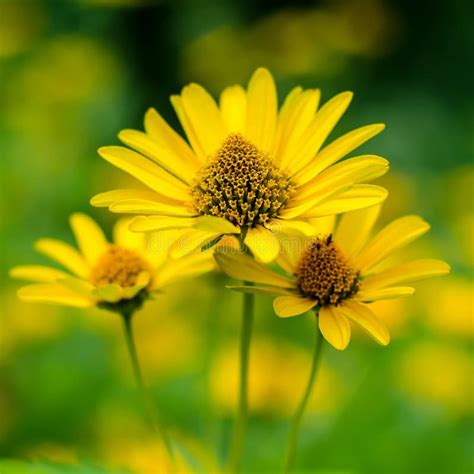 Helianthus Tuberosus Stock Image Image Of Natural Artichoke 226849119