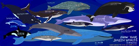 Baleen Whales Size Chart I Drew Click To See Full Image Feel Free To