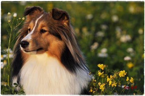 Mini Collie Collie Dog Doggies Pet Dogs Pets Shetland Sheepdog