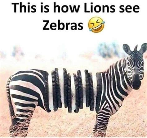 Funny Zebra Quotes - ShortQuotes.cc