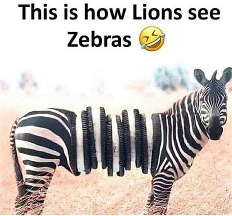 Funny Zebra Quotes Shortquotescc