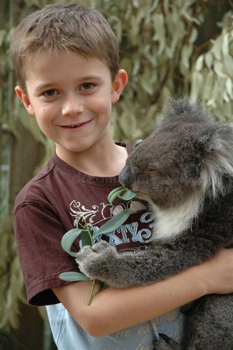 Boy Cuddling Koala Stock Photo Image Of Koala Nature 3266112