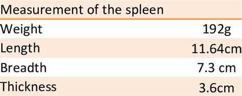 Presenting The Measurements Of Spleen Download Scientific Diagram