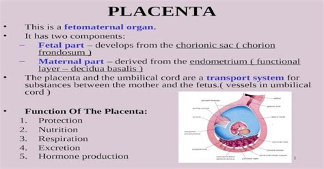 1 Placenta This Is A Fetomaternal Organ It Has Two Components Fetal