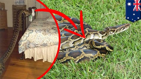 Giant Python Caught In House Woman Wakes To 16 Foot Snake In Her