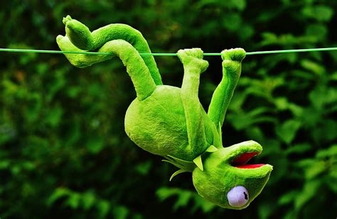 Free Photo Hang Out Soft Toy Kermit Toys Fun Funny Play Hippopx