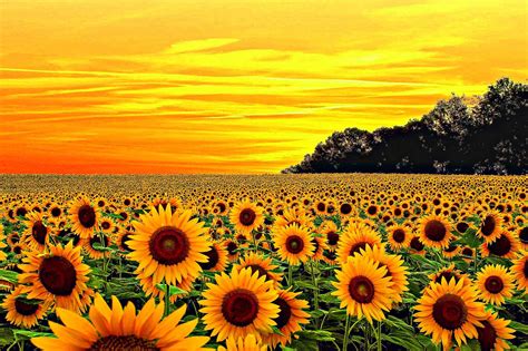 Yellow Aesthetic Sunflower Wallpapers Wallpaper Cave