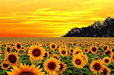 Download and use 100,000+ yellow background stock photos for free. Yellow Aesthetic Sunflower Wallpapers - Wallpaper Cave