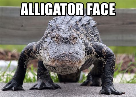 Most commonly, people use the generator to add text captions to established memes , so technically it's more of a meme captioner than a meme maker. ALLIGATOR FACE - Alligator | Meme Generator