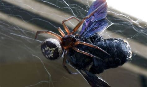 Have You Got False Widow Spiders In Your House How To Spot Them How